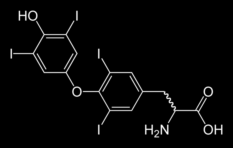 Hormony tarczycy zawierają w swoich cząsteczkach jod: Tyroksyna jest uważana za prohormon.