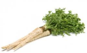 pietruszka parsley Petersilie seler celery Sellerie kukurydza