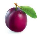 OWOCE FRUITS FRÜCHTE jabłko apple Apfel gruszka pear Birne