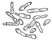 Rodzaj Kloeckera komórki mają kształt cytryny, są drobne, rozmnażają się przez paczkowanie biegunowe. Fermentują cukry proste.