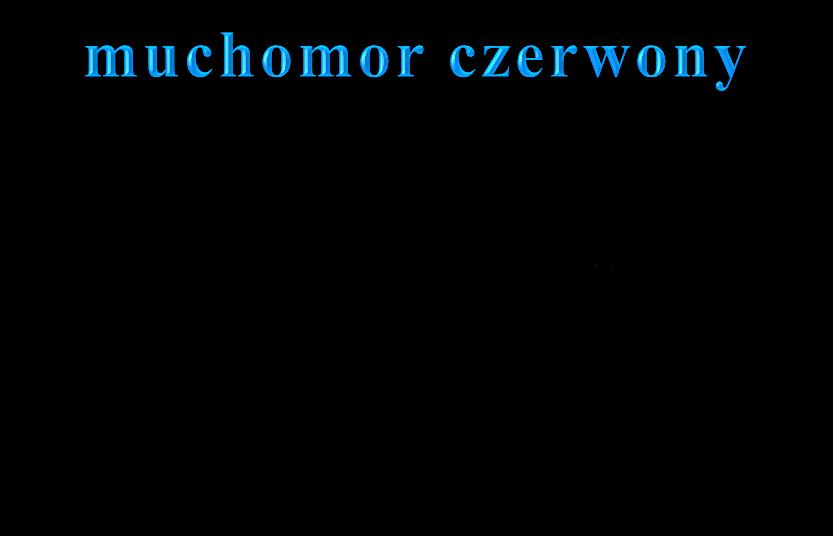 SKŁAD