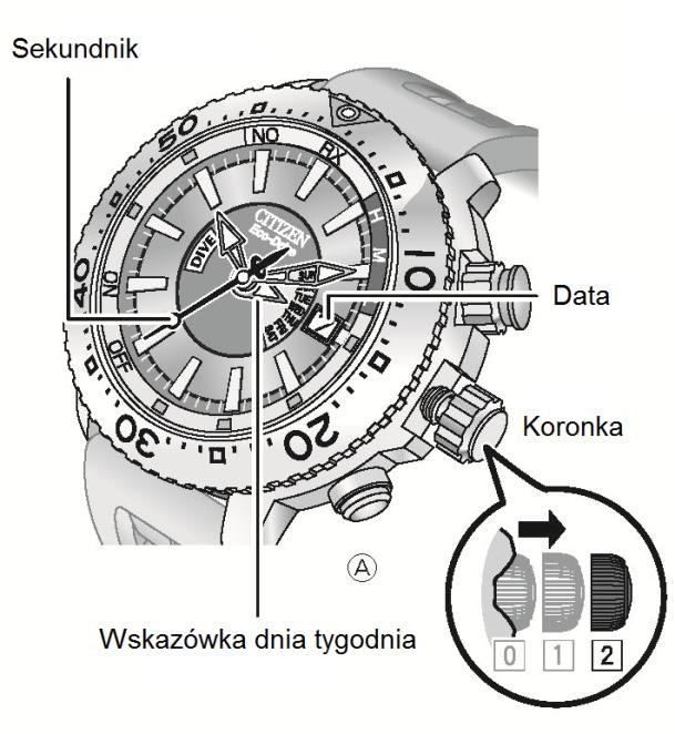 Obróć koronkę o kilka pozycji aby przyspieszyć zmianę. Aby zatrzymać przekręć koronkę w lewo lub w prawo Gdy ustawisz czas na 12:00, wskaźnik daty i dnia zaczyna się zmieniać. 5.