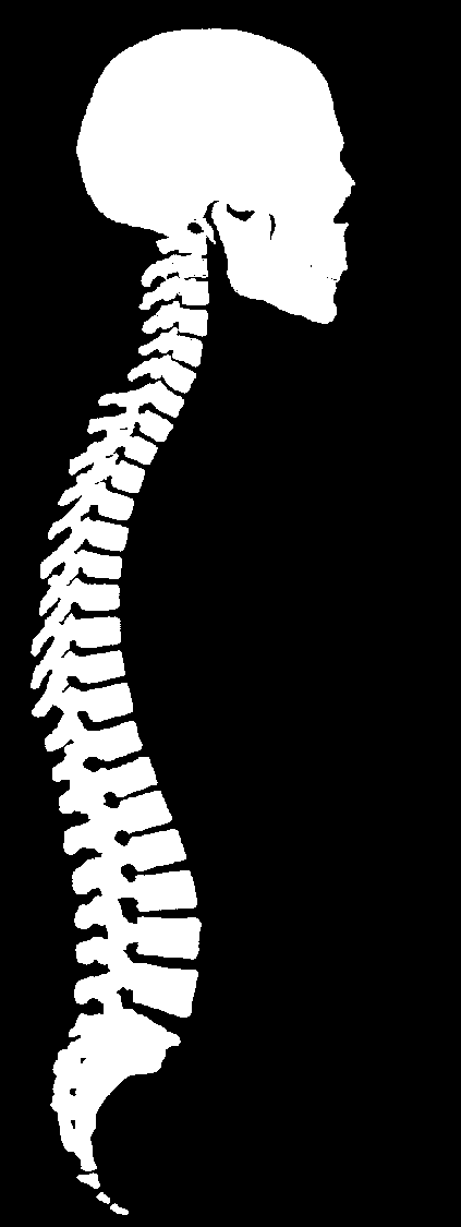 lędźwiowy vertebrae lumbales [L] (5) odcinek krzyżowy os