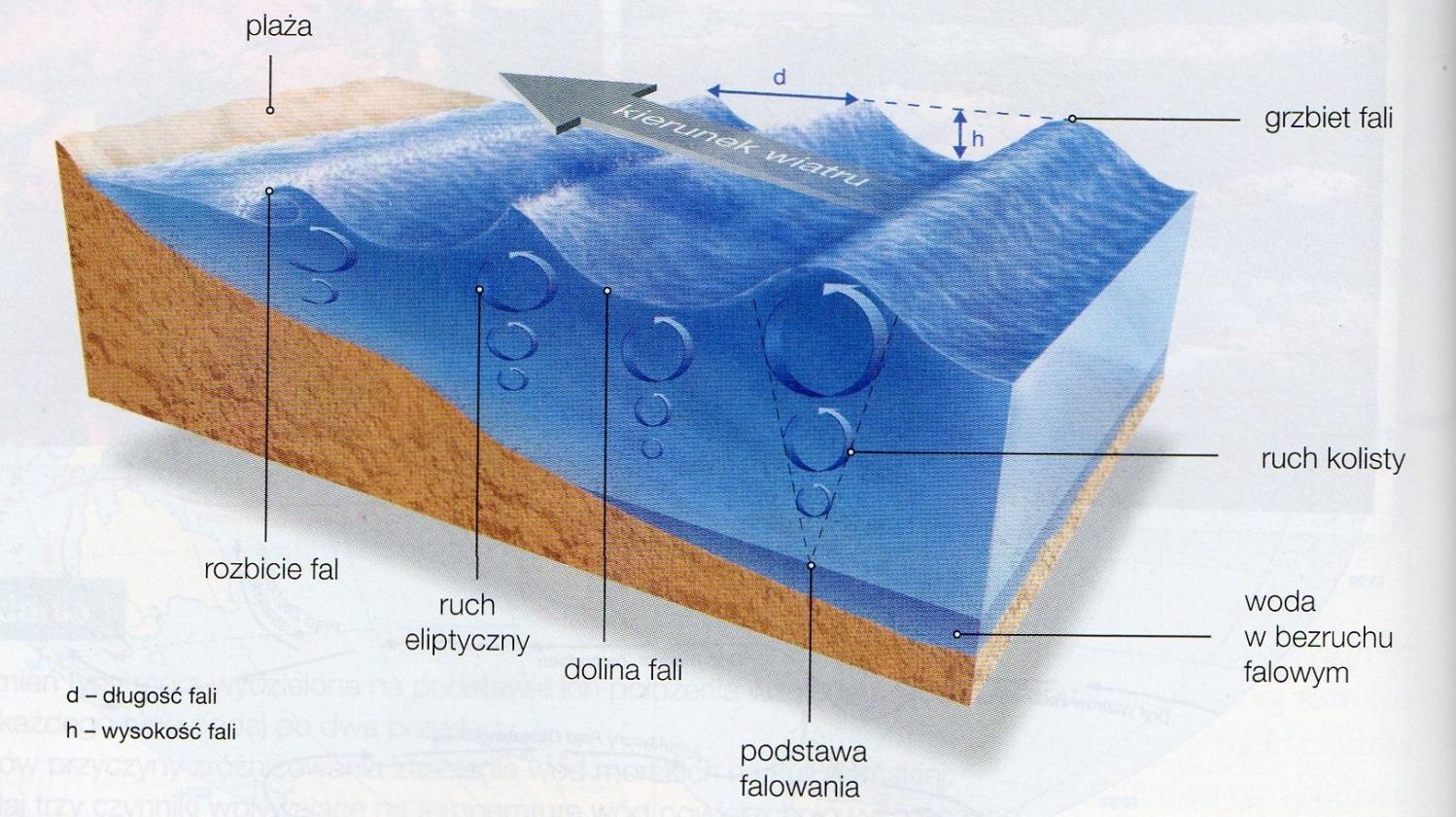 Falowanie Falowanie czyli pionowy ruch cząsteczek wody, wywołany rytmicznymi uderzeniami wiatru o powierzchnię wody. Fale wiatrowe dochodzą średnio do 2-6 m wysokości i 50-100 m długości.