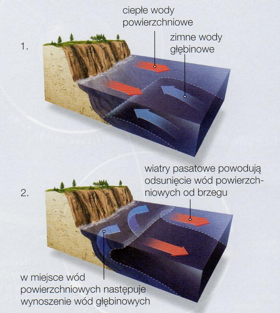 Upwelling Upwelling polega na powolnym wynoszeniu na powierzchnię zimnych wód głębinowych, zawierających substancje odżywcze.
