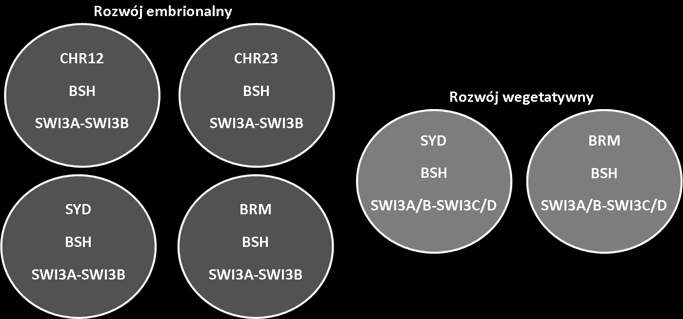 Roślinne kompleksy SWI/SNF - Arabidopsis 2.