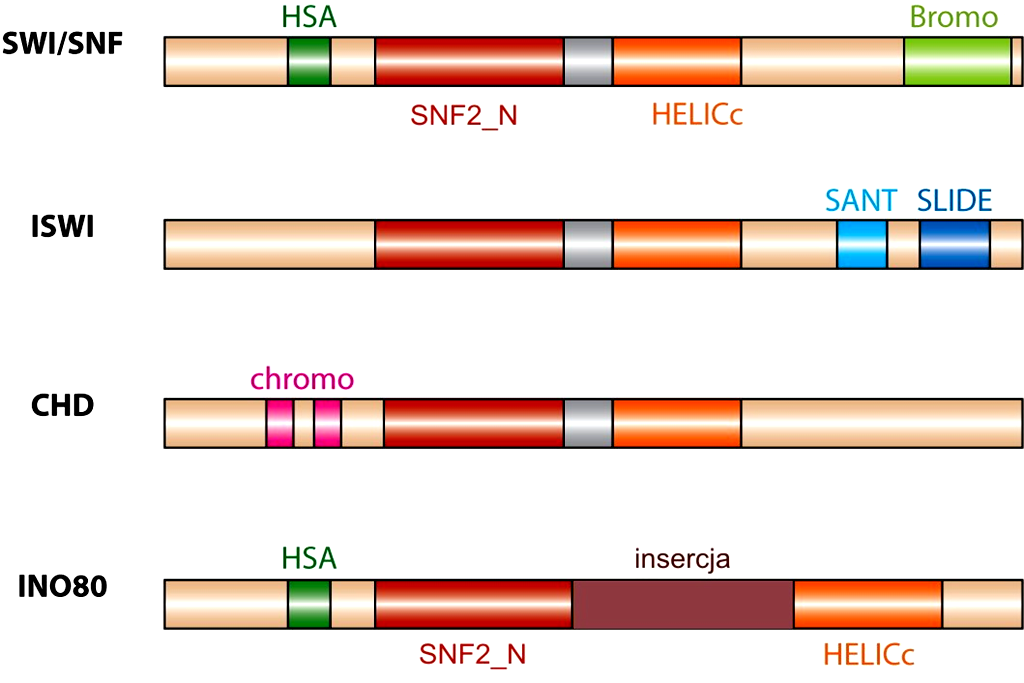 Rodzina białek SNF2 : Najlepiej opisano do tej pory 5 podrodzin ATPaz Snf2: i SWR1 - domena ATPazowa we wszystkich białkach Snf2 jest rozdzielona na dwie części:
