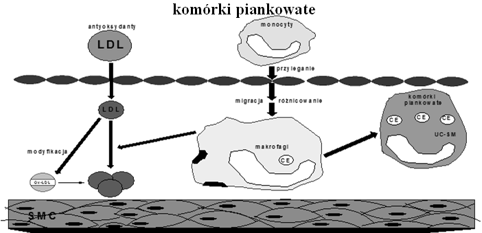 Lipoproteiny o małej gęstości (LDL) przenoszą cholesterol z wątroby i jelit do różnych tkanek, w których jest wykorzystywany do naprawy błon komórkowych i syntezy steroidów, Cząsteczki HDL