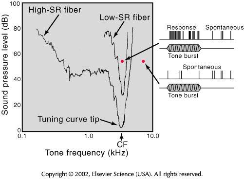 Krzywa strojenia (tuning curve) włókien nerwowych Selektywna wrażliwość poszczególnych