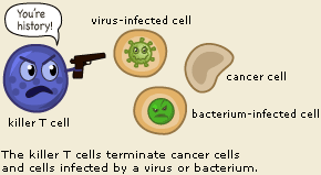 Komórki NK (Natural Killer) Null cells ok.