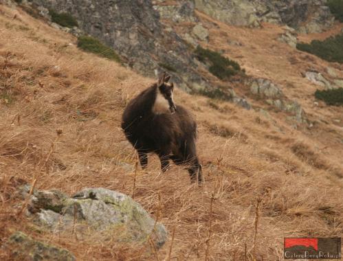 Tatry Krótko a dobrze Program i atrakcje pobytu 3-dniowego dla szkół (poniedziałek - środa lub środa - piątek) w malowniczej miejscowości Zakopane-Kościelisko.