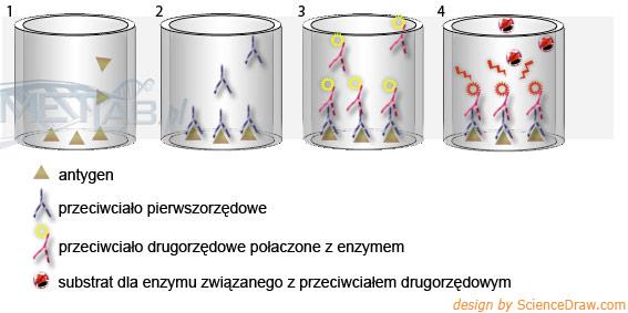 Test ELISA- pośredni 1-opłaszczanie płytki antygenem. 2-inkubacja z przeciwciałem pierwszorzędowym (o wysokim powinowactwie do antygenu).