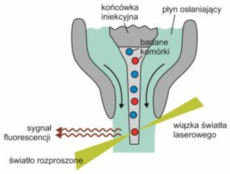 Cytometria przepływowa Metoda wykrywania antygenów powierzchniowych przez immunofenotypowanie Wykorzystane MAbs wyznakowane fluorochromami (FITC, PE) Przeciwciała rozpoznają epitopy np.