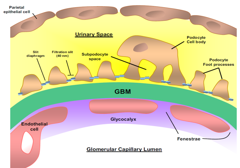 W skład kłębuszka wchodzą: Błona Komórki nabłonka (podocyty)