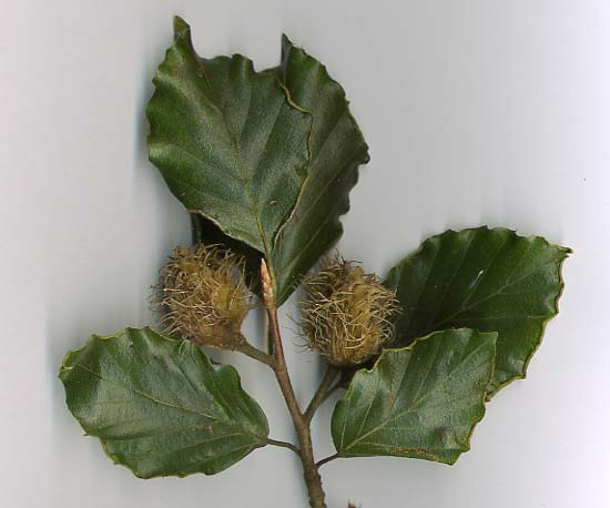 bukowatych(fagaceaedumort.).