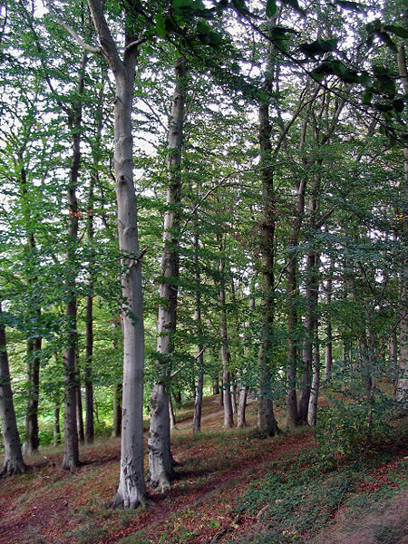 Buk zwyczajny(fagus sylvatical.