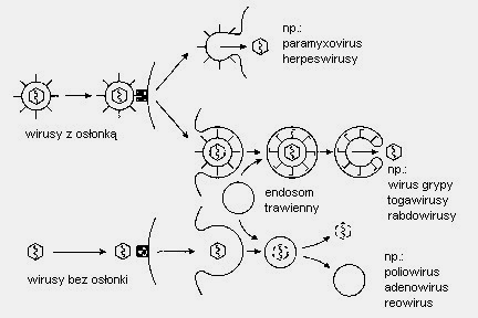Przyłączanie się wirusa może zachodzić również na niespecyficznej drodze poprzez fagocytozę lub inne procesy endocytozy (powszechne wśród wirusów zwierzęcych i roślinnych).