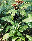 Alkaloidy grupy indolu Ajmalina W 1931r. Siddiqui wyizolował ajmalinę, zaś Schlitter w 1952 rezerpinę z rawuolfii wężowej =zgrzyn żmijowy (M. Ishidate, M. kada, K.