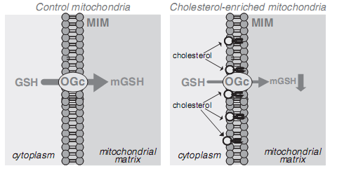 GSH w mitochondriach - GSH przemieszcza się łatwo przez zewnętrzną błonę mitochondrialną (MOM), ale przez błonę wewnętrzną (MIM) musi być przenoszony aktywnie przez nośniki: * DCc (nośnik