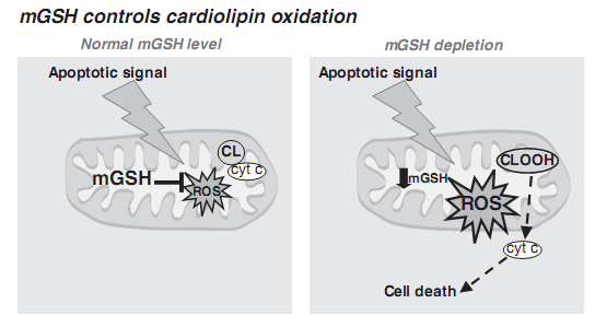 GSH w mitochondriach - Spadek poziomu mitochondrialnego GSH prowadzi do utlenienia kardiolipiny i w konsekwencji indukuje apoptozę.