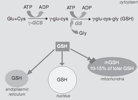 Glutation w komórce - GSH syntetyzowany jest w cytoplaźmie, a następnie transportowany do mitochondriów i retikulum (przez nośniki oksoglutarowe i