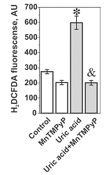 Produkcja ROS (fluorescencja H2DCFDA) MnTMPyP - odpowiednik SOD, transportowany przez błonę komórkową (działanie