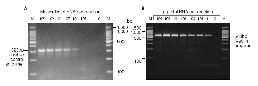 Czułość reakcji PCR ilość matrycowego DNA potrzebna do PCR