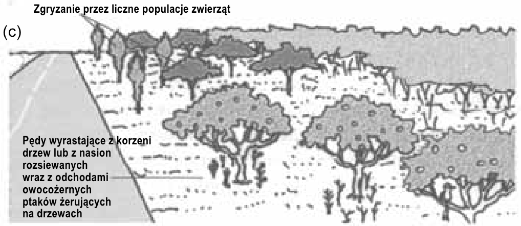 Czytanie pobocza