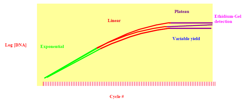 PCR Amplifikacja ekspotencjalna może nastąpić tylko w początkowych etapach PCR, kiedy występuje nadmiar starterów, dntp, itd.