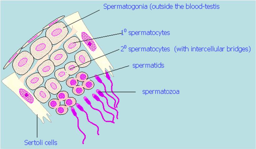 Bariera krew-jądro Ściana naczynia krwionośnego włosowatego Błona graniczna kanalika