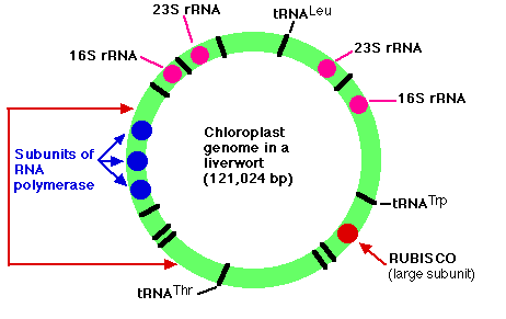 Genom chloroplastów Koduje ok.
