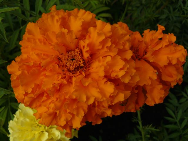 Kwiat aksamitki Flos Tagetidis złożone (Compositae), astrowate - Asteraceae Tagetes lucida Cav. Tagetes patula L. Tagetes erecta L. Tagetes signata L.