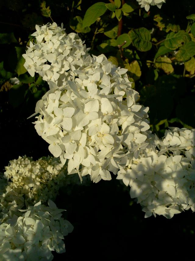 Kwiat hortensji - hortensja bukietowa Hydrangea paniculata Sieb. lub h. krzewiasta Hydrangea arborescens L.