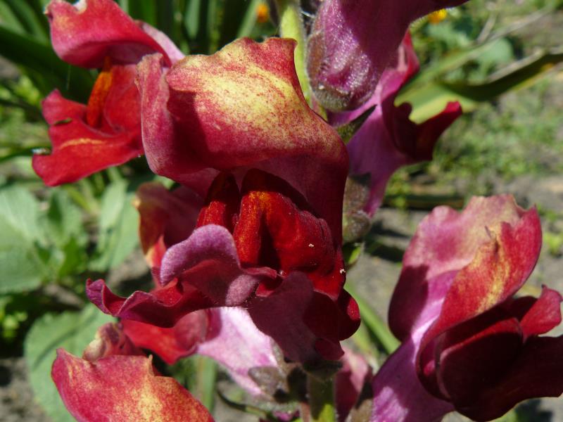 Kwiat lwiej paszczy = wyżlina wielkiego Antirrhinum majus L.