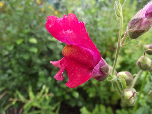 Kwiat lwiej paszczy = wyżlina wielkiego Antirrhinum majus L.