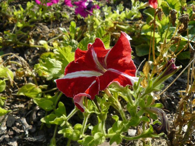 Kwiat petunii ogrodowej Flos Petuniae, Petunia hybrida hort.