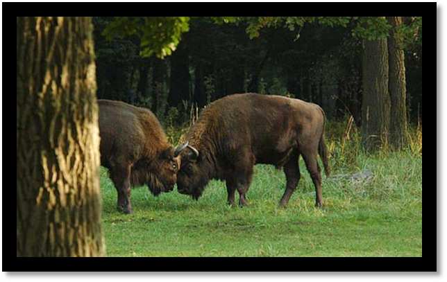 Białowieski Park Narodowy Białowieski Park Narodowy leży przy wododziale Wisły i Niemna. Na terenie parku nie ma żadnych jezior ani większych rzek. W puszczy ma swoje źródło rzeka Orłówka.