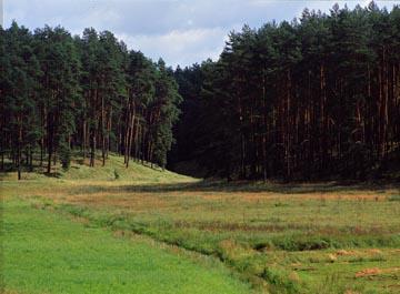 PARK NARODOWY BORY