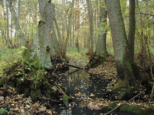 KAMPINOSKI PARK NARODOWY Lokalizacja: Izabelin