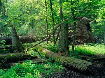 BIAŁOWIESKI PARK NARODOWY Lokalizacja: Białowieża