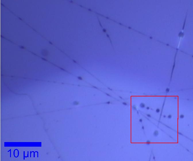 Polimery, kropelki wraz ze strugami (Confocal mode) CCD picture Tryb pracy mikroskopu: