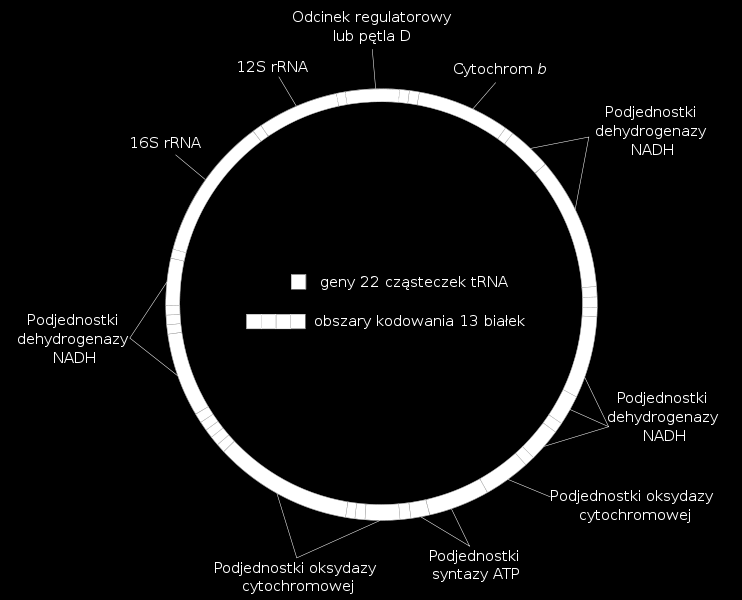 Teoria endosymbiozy (zaproponowana po raz pierwszy w 1909 roku przez Konstantina Mereszkowskiego) tłumaczy obecnośd w mitochondriach: DNA, rybosomów 70S (takich jak u bakterii), dwóch błon