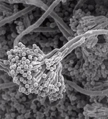 Bacillus cereus