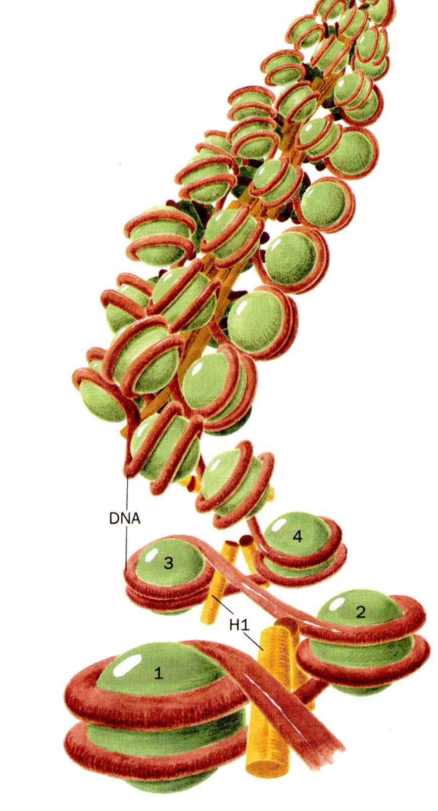 They are evolutionary very old and have wittnessed the separation of lineages leading to plants
