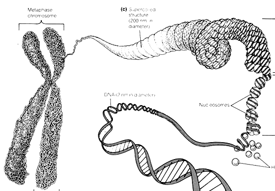 Linker (H1) histones basic characteristics 30 nm fiber They are much more abundant than chromatin