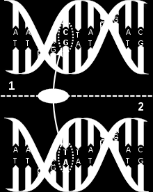 Neue Genetische Marker: SNPs (Single Nucleotide Polymorphism) helfen präzise Unterschiede in der Erbsubstanz von Lebewesen zu entdecken / Nowe