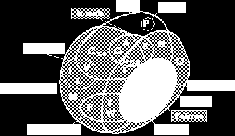 Diagram Venn a Specyficzne własności reszt aminokwasowych decydują o strukturze i aktywności biologicznej białek.