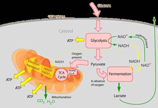 GLIKOLIZA: zachodzi w cytozolu; na tym etapie sześciowęglowa cząsteczka glukozy jest przekształcana w dwie trójwęglowe cząsteczki pirogronianu; zostają też utworzone ATP i NADH; TWORZENIE