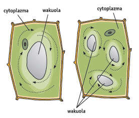 Cytoplazma się rusza Filmik: http://www.youtube.com/watch?v=ya8gz7u_4kw http://www.youtube.com/watch?v=7jw-n82thjc Ruch cytoplazmy poprzez kurczliwe mikrofilamenty aktynowe.