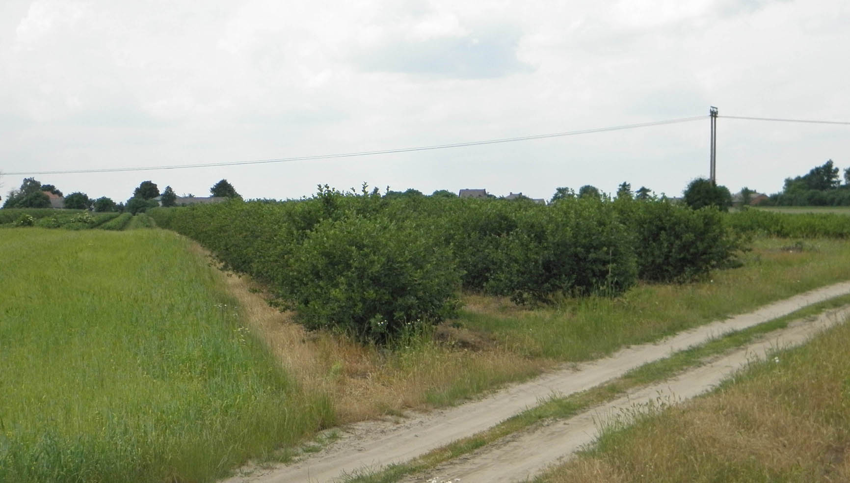 o charakterze przemysłowym. W chowie większych zwierząt największe znaczenie odgrywa chów trzody chlewnej oraz bydła. Fot.10. Uprawy sadownicze Źródło: fot. Dorota Stańczak 5.2.